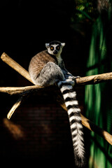 Lemur with a long striped tail on a branch.
