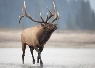 A bull elk crossing a river