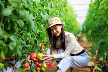 asian female owner tomatos gardening sitting working and checking tomatoes quality in her farm,