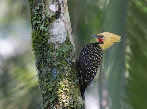 Blond-crested woodpacker
