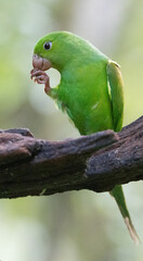 A green parakeet cleaning its foot