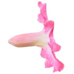 Side view of bright pink adenium obesum floral element isolated on white or transparent background....