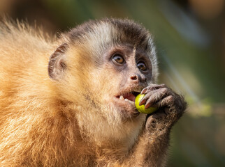 Capuchin monkey eating fruit