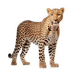 Leopard isolated on transparent and white background. Generative ai