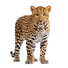 Leopard isolated on transparent and white background. Generative ai