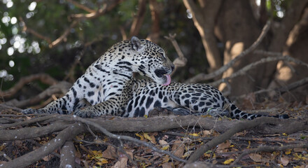  A jaguar cleaning itself
