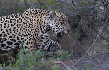 A jaguar walking