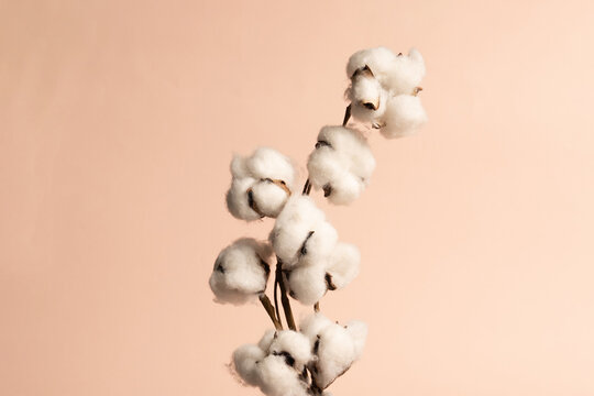 cotton flowers on a beige background, close up