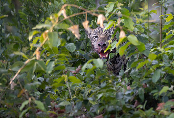 A jaguar just after a successful hunt
