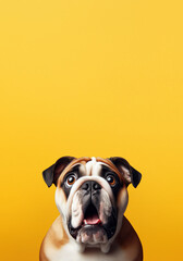 Bulldog looking surprised, reacting amazed, impressed, standing over yellow background