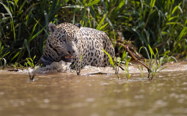 A jaguar in the water at the edge of a river