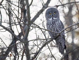 A great gray owl sitting in a tree