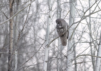 A great gray owl looking for prey from a tree