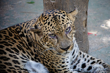 leopard, zoo, with bloodshot eyes. The endangered Arabian leopard stared back, Leopard in the wild.