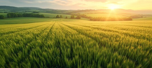 Aerial view of vast green fields with the landscape geometry texture. Farm fields with grain crops during growth and vegetation period. Scenic lighting of the morning sun. Modern agriculture industry.