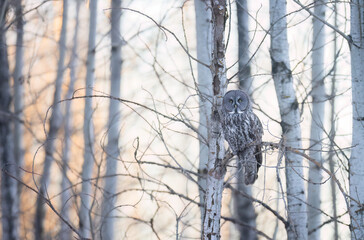 A great gray owl in the forest at sunset