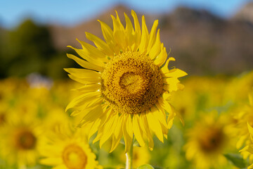 Huge sunflowers bloom in the afternoon, golden yellow, with big mountains as a backdrop and a beautiful blue sky.