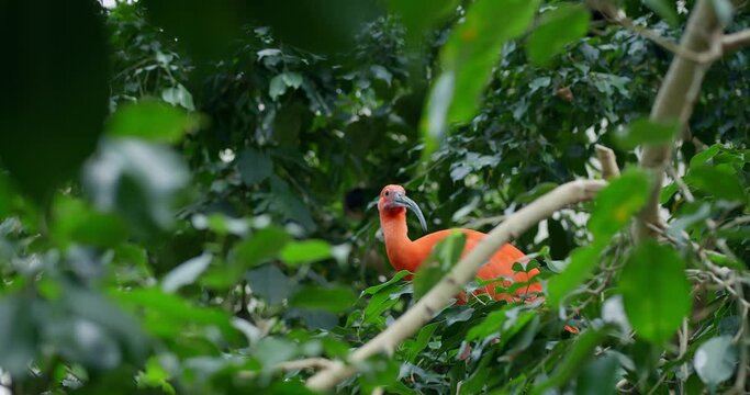 Red Ibis in close-up stunning bird with vivid plumage exemplifies South American wildlife Beautiful red Ibis symbol of wild's magic. In nature Red Ibis stands as beacon of avian beauty.