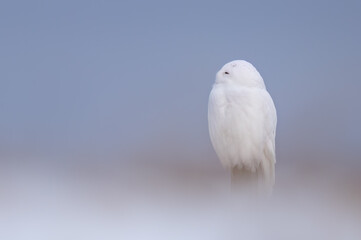 Close up of a snowy owl