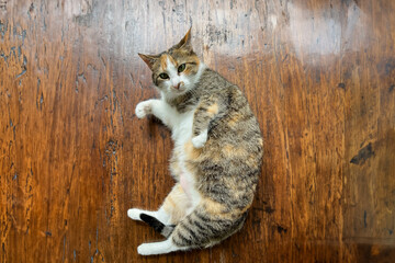 Selective focus of a tiger cat laying down on wooden table, The cat is a domestic species of small carnivorous mammal, Lovely and healthy pets in the house.