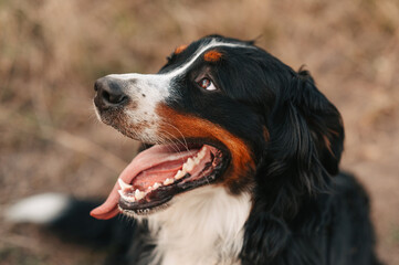 Close up outdoors portrait of a cute bernese mountain dog looking playful aside.