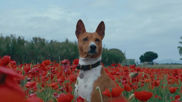 Handheld shot of adorable basenji dog portrait in floral landscape. Purebred dog surrounded blooming red poppy flower field. Animal companion in rural scenery. 