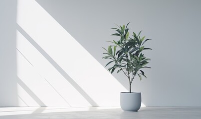 plant in the pot on wooden floor set beside the wall