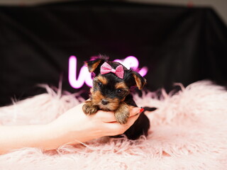Yorkshire Terrier Puppy against a pink fur pillow. Fluffy, cute Yorkshire terrier with red bow on his head looks at the camera. Domestic cute little puppy