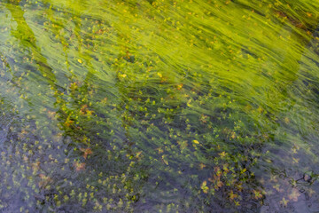 String Algae, ludwigia  and duckweed, weaving in the flow of water in the swamp, Loop Road, Big...