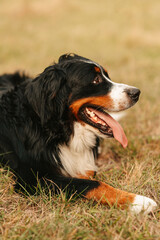 Vertical portrait of bernese mountain dog laying down on grass resting and looking somewhere far.