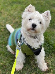 jack russell terrier