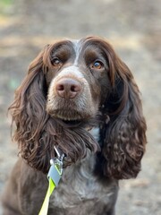 english cocker spaniel