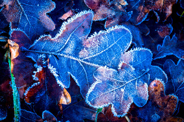frozen autumn oak leaf - 713285803