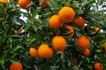 Orange fruits on the branch in the orange grove.