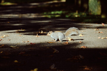 Spirited squirrel in Monza Park's autumn splendor – a lively capture of seasonal charm and wildlife in a vibrant, leaf-strewn setting - 713286803