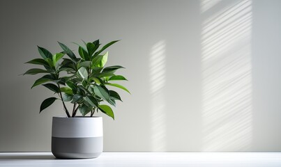 plant in the pot on wooden floor set beside the wall