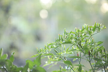 Fresh Hot chilli tree close up