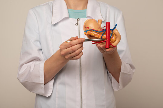 Doctor showing pen on plastic model human pancreas closeup