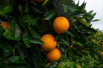 Orange fruits on the branch in the orange grove.