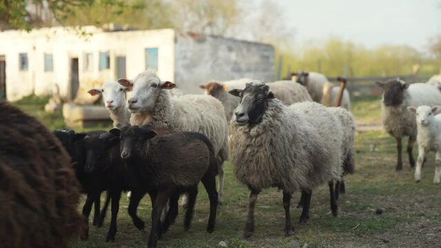 Stado owiec na wsi 