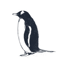 Penguin vector illustration. Penguin 