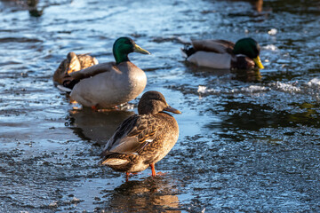 Wild ducks (Anas platyrhynchos) on a frozen pond on a sunny winter day