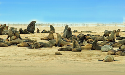 Fototapeta na wymiar A large Cape Fur Seal Colony, on the beach at Cape Cross, Namibia