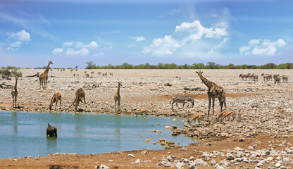 Fototapeta na wymiar Six Giraffe next to a waterhole, with a wildebeest wallowing and springbok drinking with zebra in the backround in Etosha National Park, Namibia, Africa