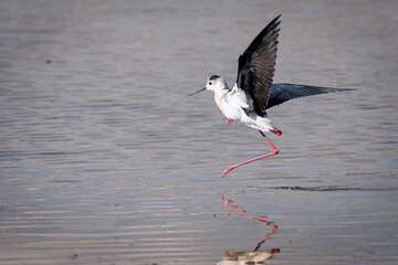 black winged stilt