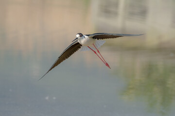 white stork in flight