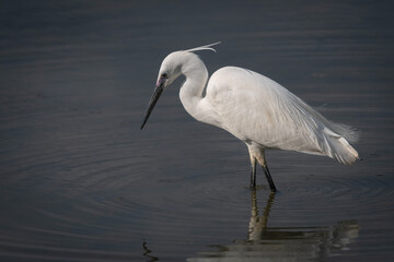 great white heron