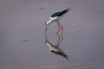 heron ardea cinerea