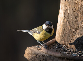 great spotted woodpecker