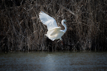 snowy egret in flight